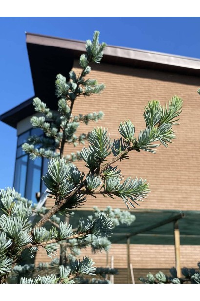 Кедр ліванський Глаука - 20л/вис.160-180см/Ø50-60см